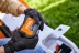 Газонокосилка (аккум) STIHL RMA 239.1 до 500м2 AK-System купить в Когалыме